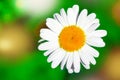 ÃÂ¡hamomile flower in garden. Summer floral landscape. Macro.