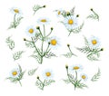 hamomile flower set illustration. Camomile flower isolated on white background.