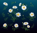 hamomile flower set illustration. Camomile flower isolated on white background.