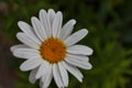 ÃÂ¡hamomile flower. Flower with white petals and yellow middle.