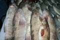 hamour fish ( grouper ) in a market stall on ice for sell in dubai Royalty Free Stock Photo
