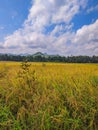 Hamparan Sawah Royalty Free Stock Photo