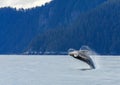 Hampback Whale breaching..