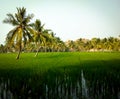 Paddy fields and coconuts