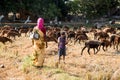 Hampi karnataka-India 9 November 2020 : wandering Indian shepherd family with their sheeps