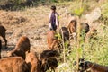 Hampi karnataka-India 9 November 2020 : wandering Indian shepherd family with their sheeps