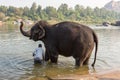 Hampi temple elephant is washed in the Tungabhadra River, Hampi