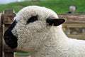 Hampshire Down sheep, with its woolly poll