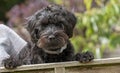 A young Borderpoo dog looking over a garden fence Royalty Free Stock Photo