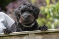 A young Borderpoo dog looking over a garden fence Royalty Free Stock Photo