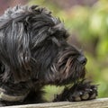 A young Borderpoo dog looking over a garden fence Royalty Free Stock Photo