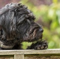 A young Borderpoo dog looking over a garden fence Royalty Free Stock Photo