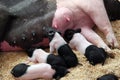 Hampshire Piglet Nursing Royalty Free Stock Photo