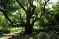 Hampstead Heath is a large, ancient London heath embracing ponds woodlands lido playgrounds and training track