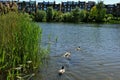 Hampstead Heath park has thirty ponds with wildlife and people can also swim in West London England