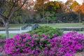 Hampton Park Spring Azaleas Bloom in Charleston SC Royalty Free Stock Photo