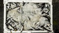 Hamsi / Anchovy with ice in styrofoam box. Royalty Free Stock Photo