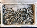 Hamsi / Anchovy for sale with ice in styrofoam box at market bazaar in Istanbul. Royalty Free Stock Photo