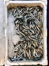 Hamsi / Anchovy for sale with ice in styrofoam box at market bazaar in Istanbul. Royalty Free Stock Photo