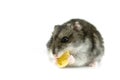 Hamster Royalty Free Stock Photo