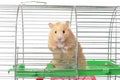 Hamster