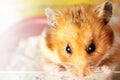 Hamster