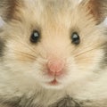 Hamster Royalty Free Stock Photo