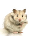 Hamster Royalty Free Stock Photo