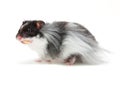 Hamster Royalty Free Stock Photo