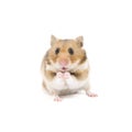 Hamster Royalty Free Stock Photo