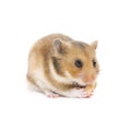 Hamster Royalty Free Stock Photo