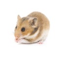 Hamster Royalty Free Stock Photo