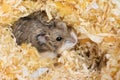 Hamster Royalty Free Stock Photo