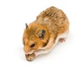 Hamster Royalty Free Stock Photo