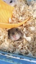 hamster anima mammal rodent lovely infancy peep naughty happy