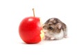 Hamster and apple Royalty Free Stock Photo