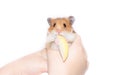 Hamster with apple Royalty Free Stock Photo