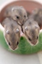 Hamster babies 10 Royalty Free Stock Photo