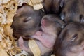Hamster babies 11 Royalty Free Stock Photo