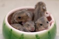 Hamster babies 12 Royalty Free Stock Photo