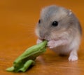 Hamster babies 13 Royalty Free Stock Photo