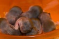 Hamster babies 4 Royalty Free Stock Photo