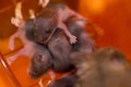 Hamster babies 6 Royalty Free Stock Photo