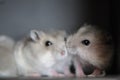 Hamster babies 7 Royalty Free Stock Photo