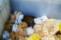 Hamster babies Royalty Free Stock Photo