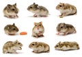 Hamster collage sets