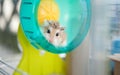Hamster in cage 2