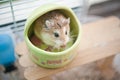 Hamster in cage 3