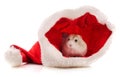 Hamster and christmas hat Royalty Free Stock Photo