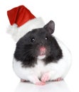 Hamster in Christmas hat on a white background